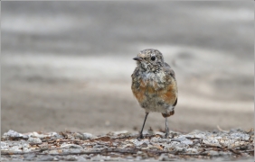 <p>REHEK ZAHRADNÍ (Phoenicurus phoenicurus)</p>